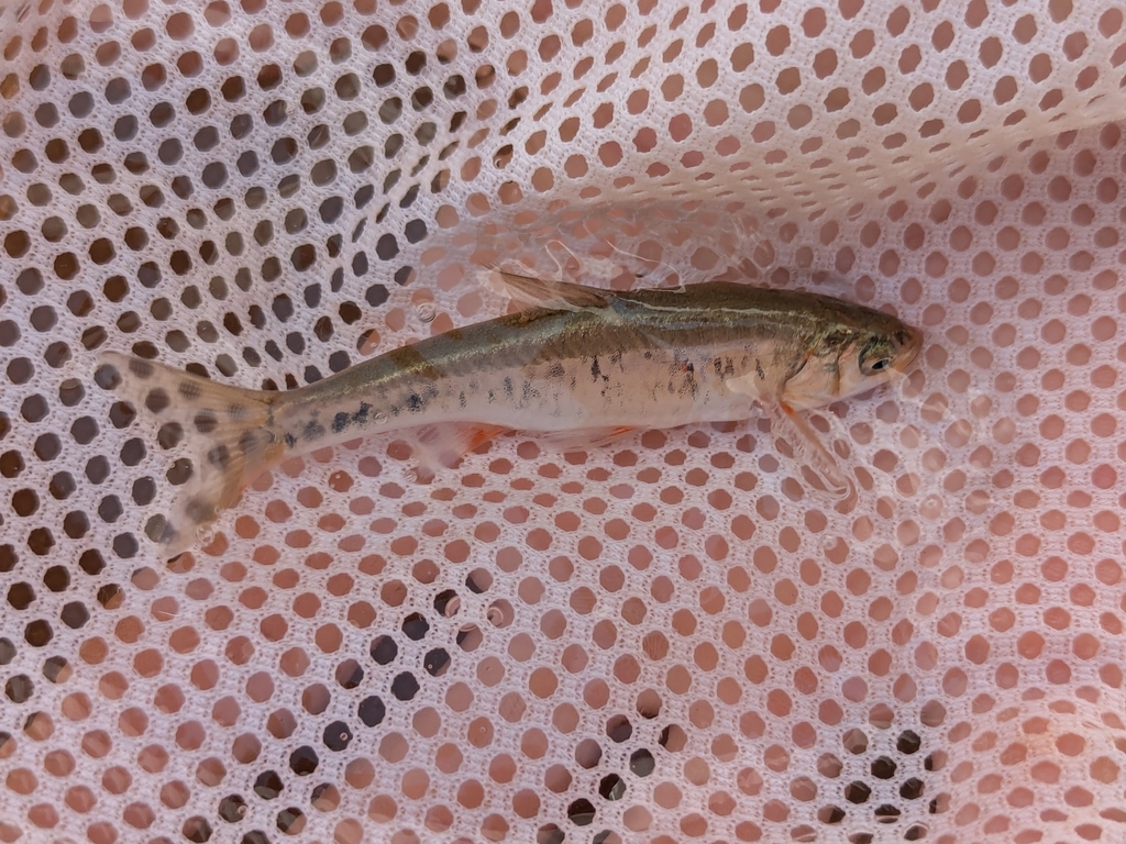 Lepidomeda vittata (Little Colorado spinedace), California species