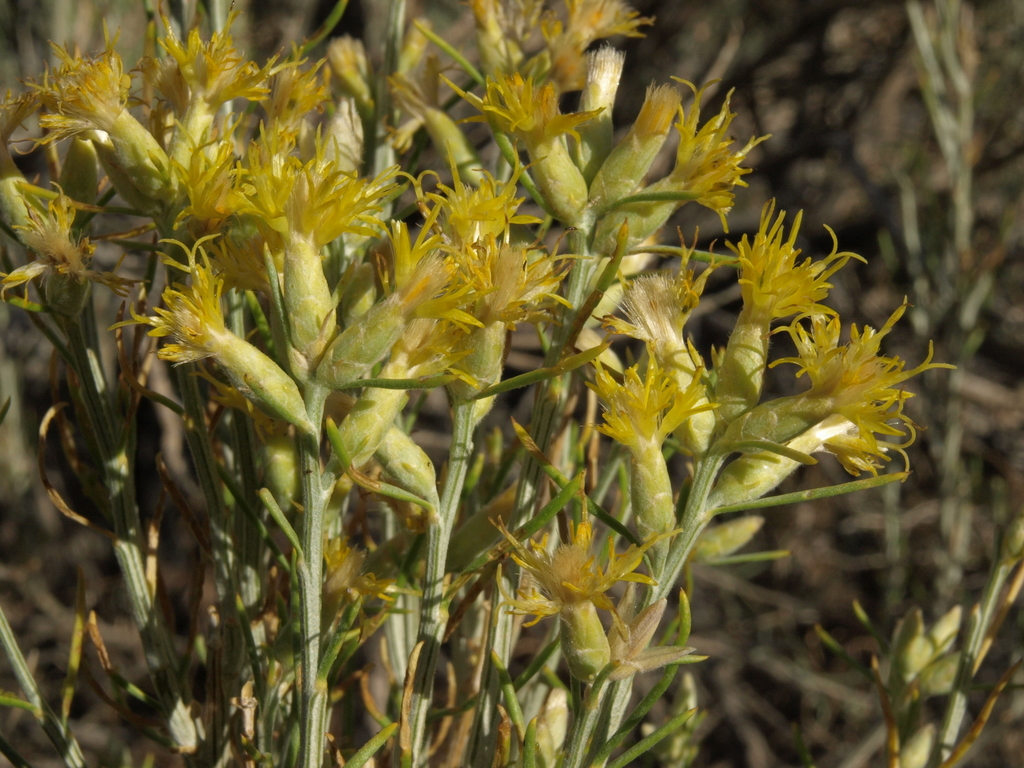 Lepidospartum latisquamum (Nevada broomsage), native California shrub