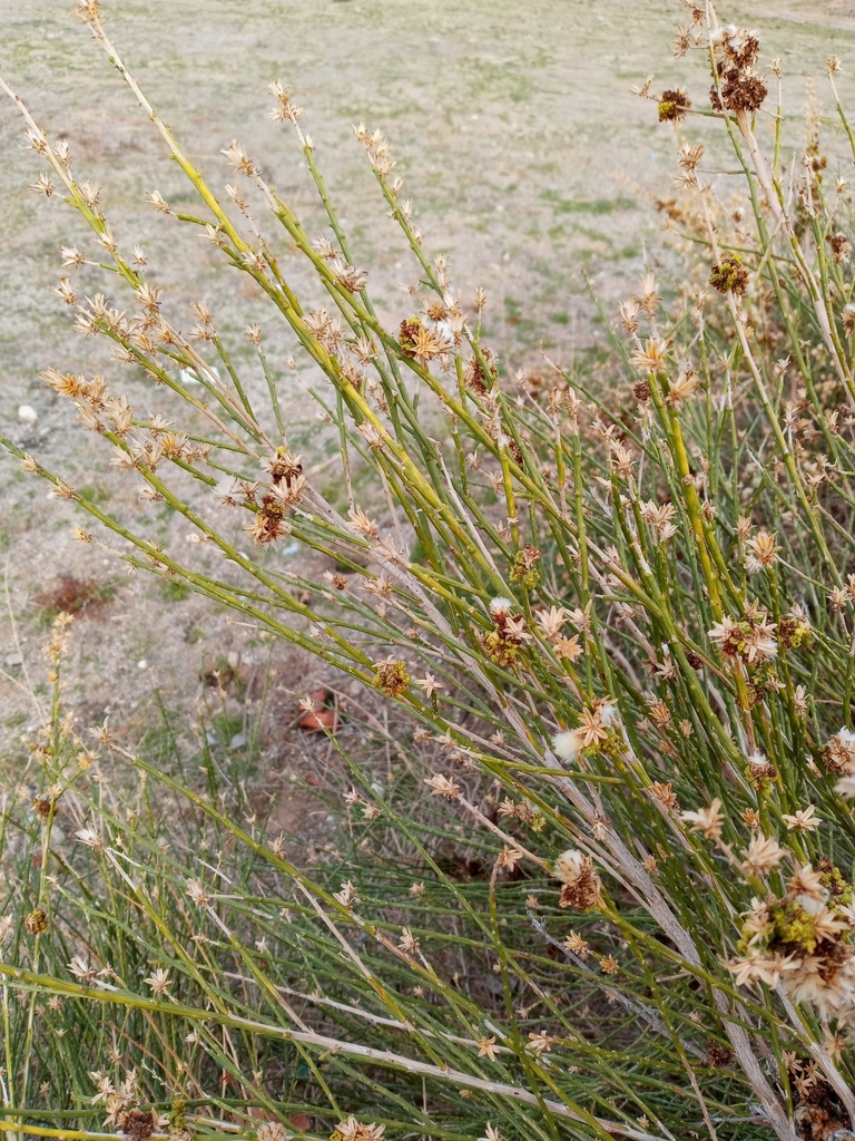 Lepidospartum sp. (Scale-broom), native California shrub