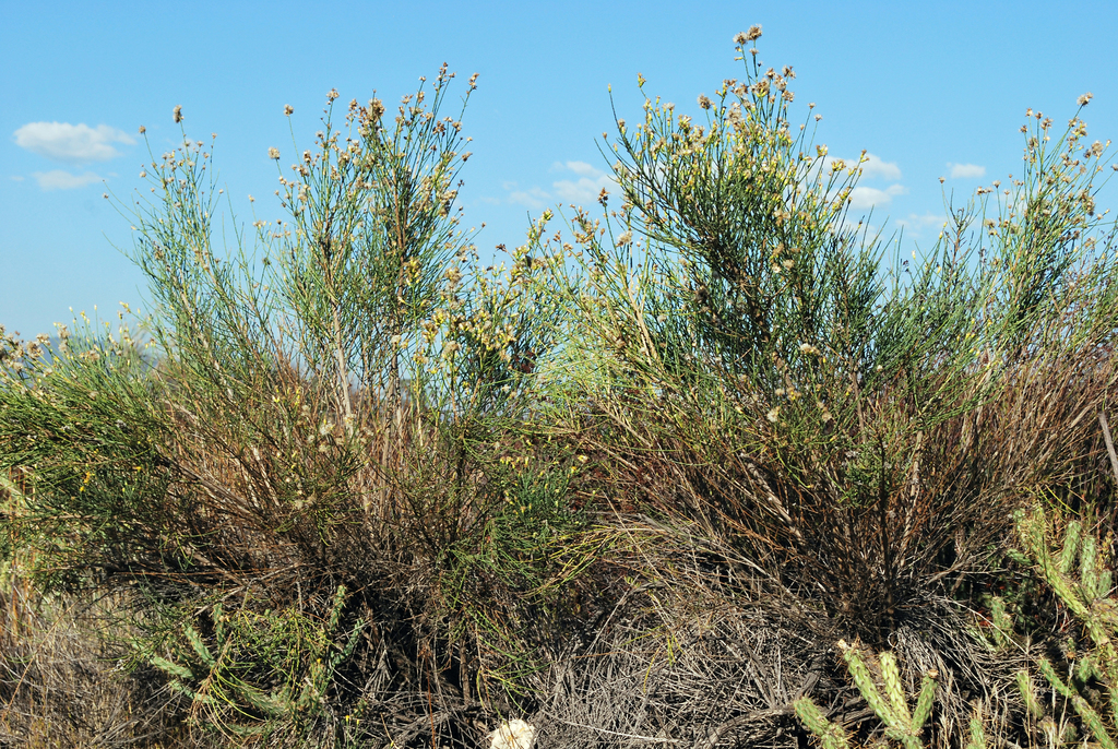 Lepidospartum squamatum (California broomsage), native California shrub