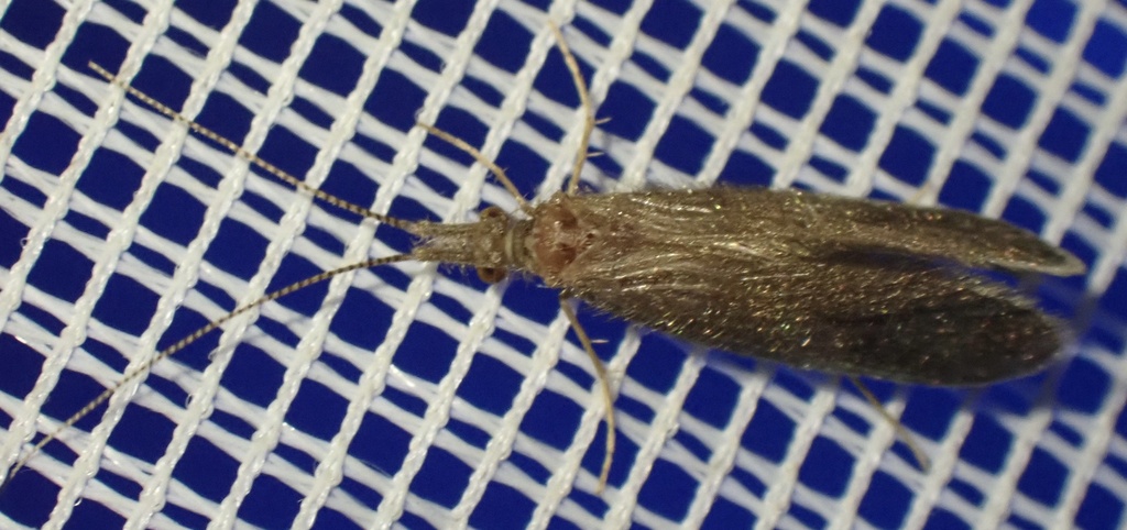 Lepidostoma ermanae (Cold Spring Caddisfly), California species