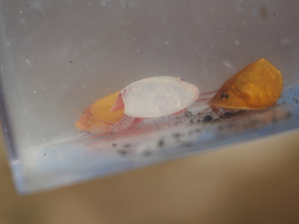 Lepidurus packardi (Vernal pool tadpole shrimp), California species