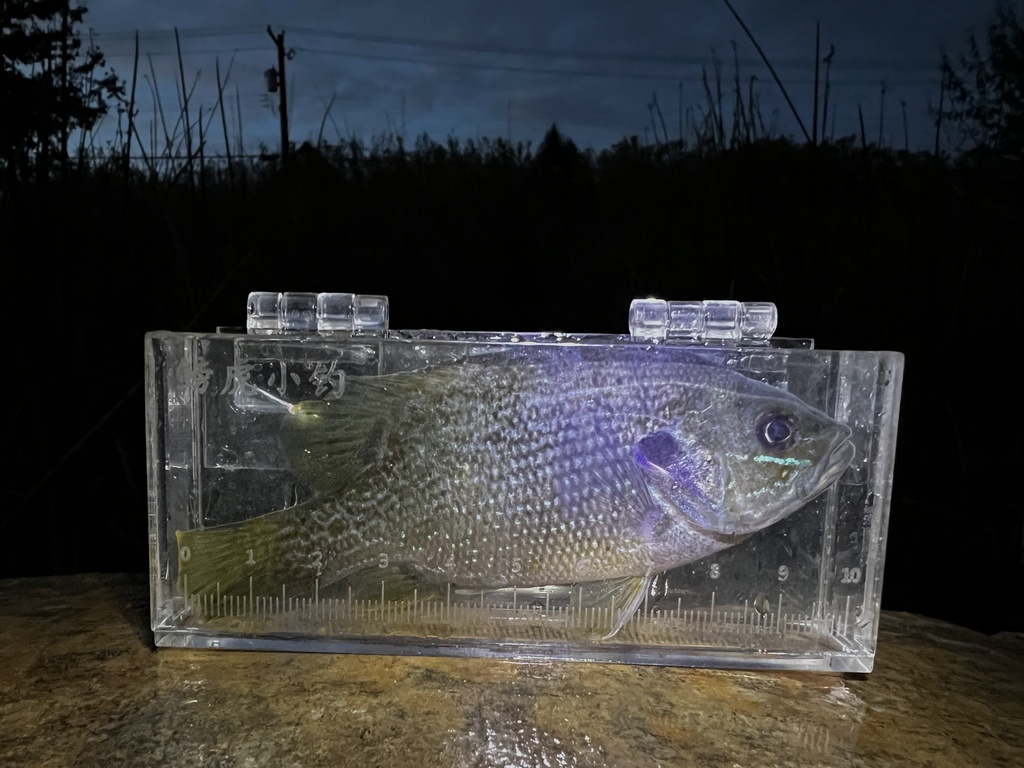 Lepomis cyanellus (Green sunfish), California species