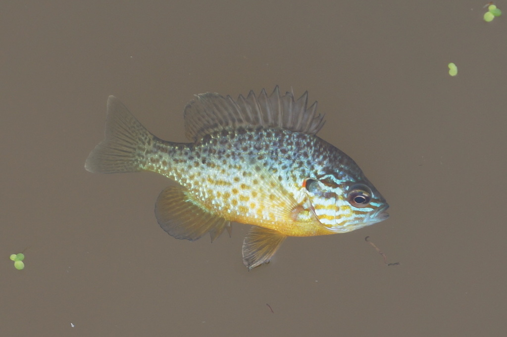 Lepomis gibbosus (Pumpkinseed), California species