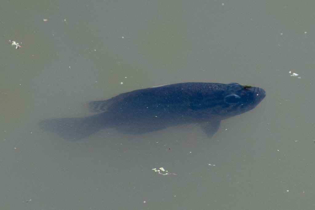 Lepomis gulosus (W&mouth), California species