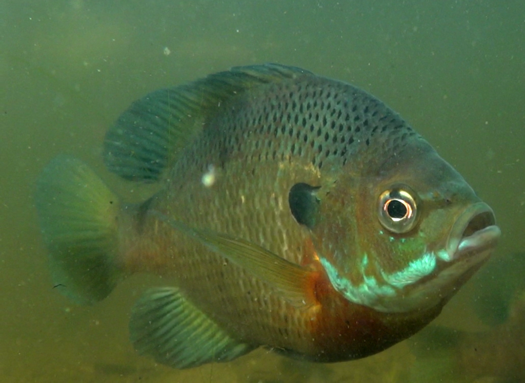 Lepomis macrochirus (Bluegill), California species