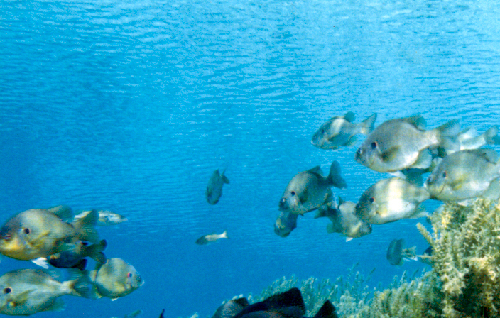 Lepomis microlophus (Redear sunfish), California species