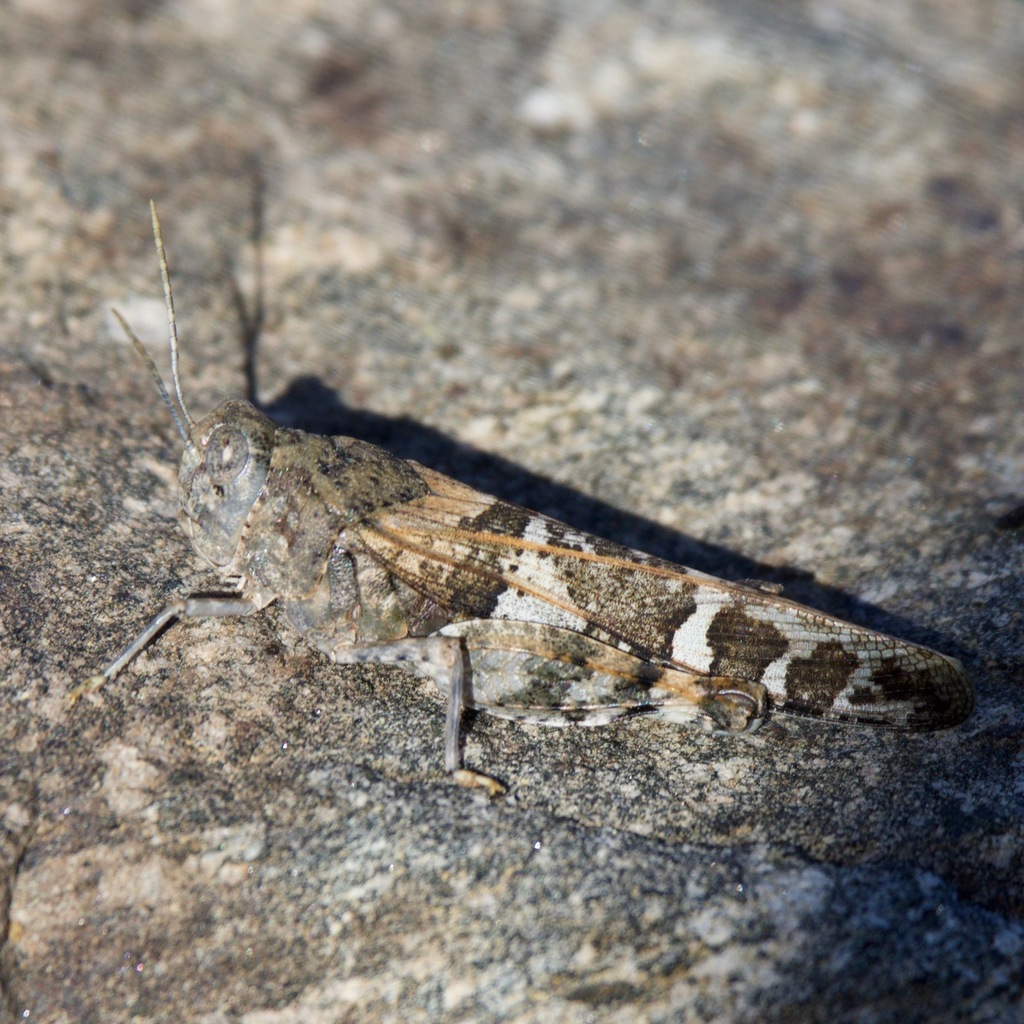 Leprus intermedius (Saussure's Blue-winged Grasshopper), California species