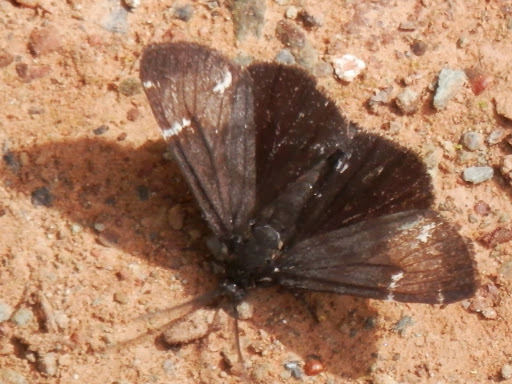 Leptarctia californiae, California species