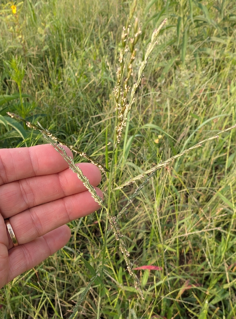 Leptochloa dubia (Green sprangletop), native California grass