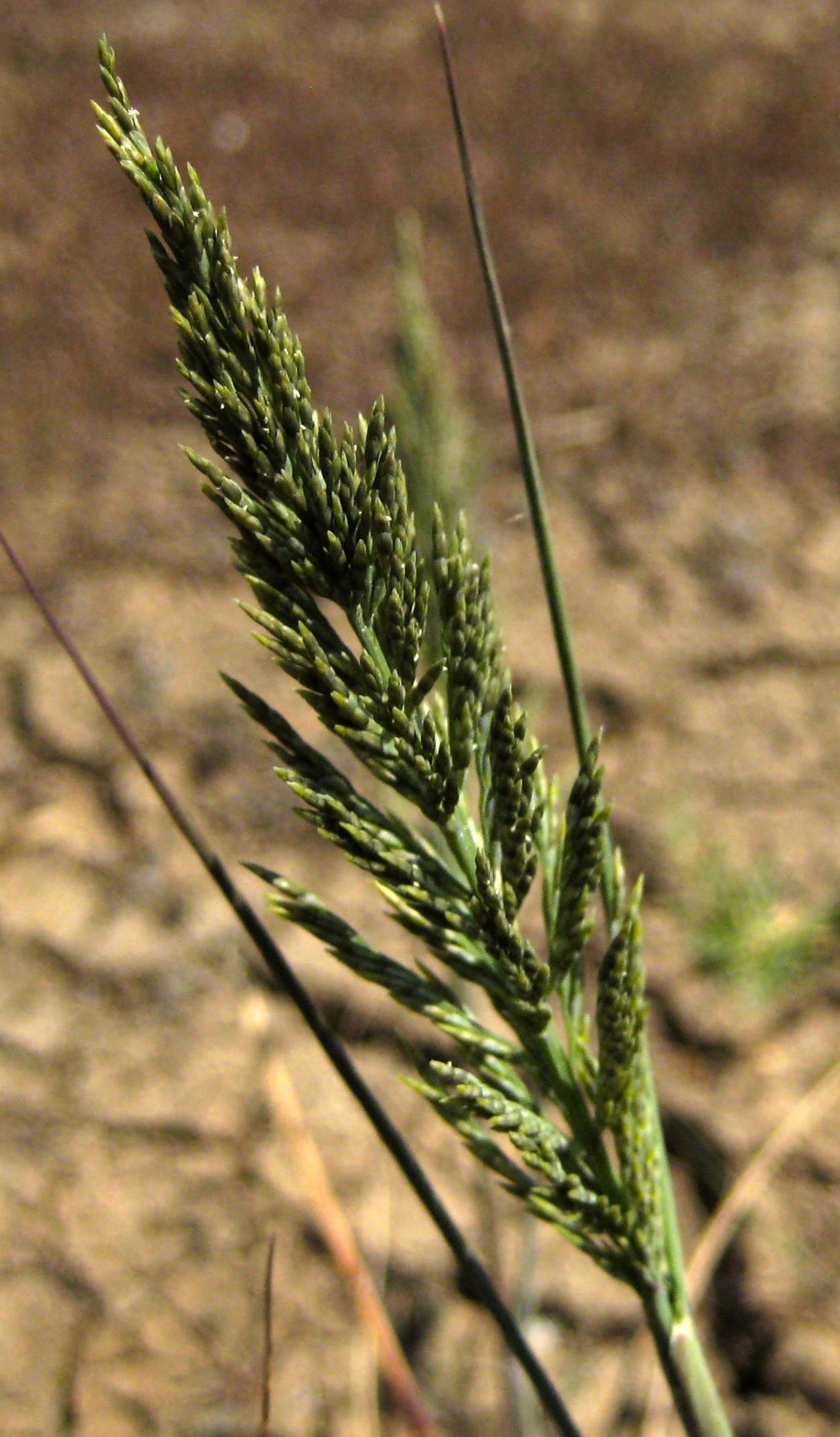 Leptochloa fusca subsp. uninervia (Mexican sprangletop), native California grass