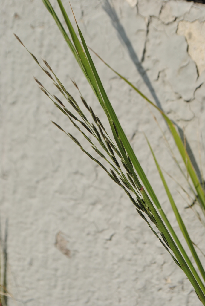 Leptochloa fusca — parent species of Leptochloa fusca subsp. fascicularis