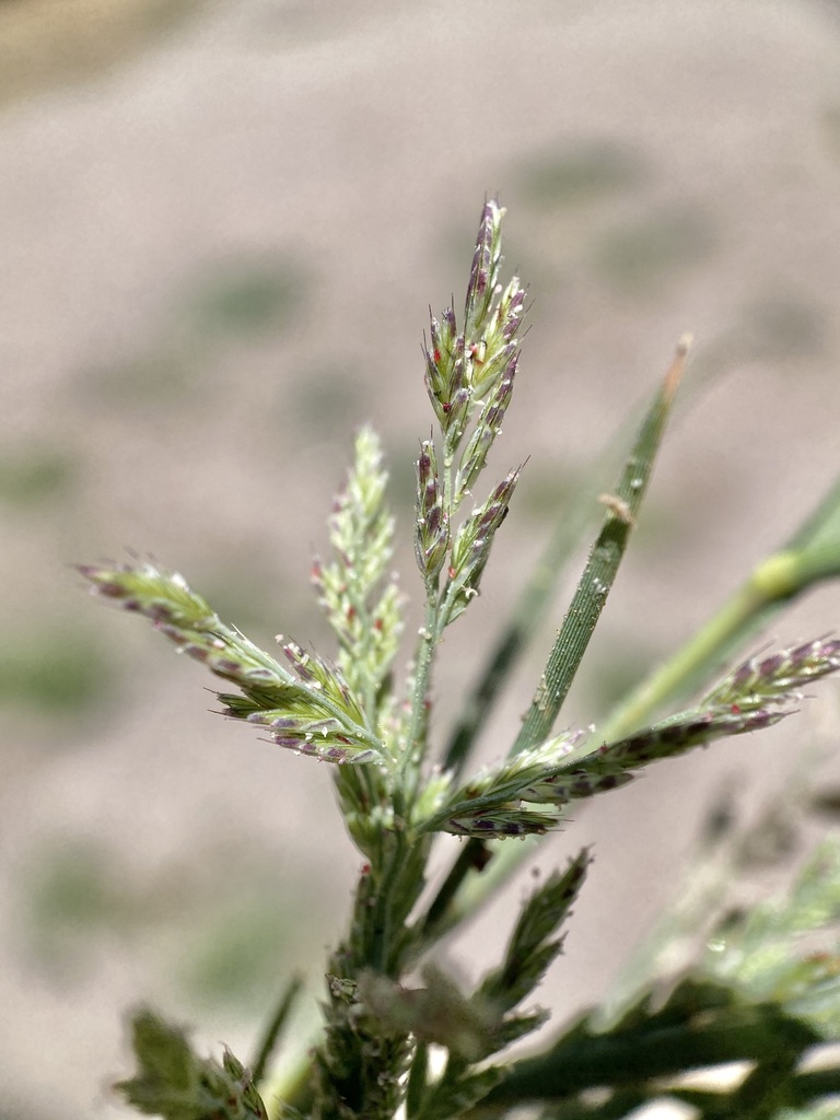 Leptochloa viscida (Sticky sprangletop), native California grass