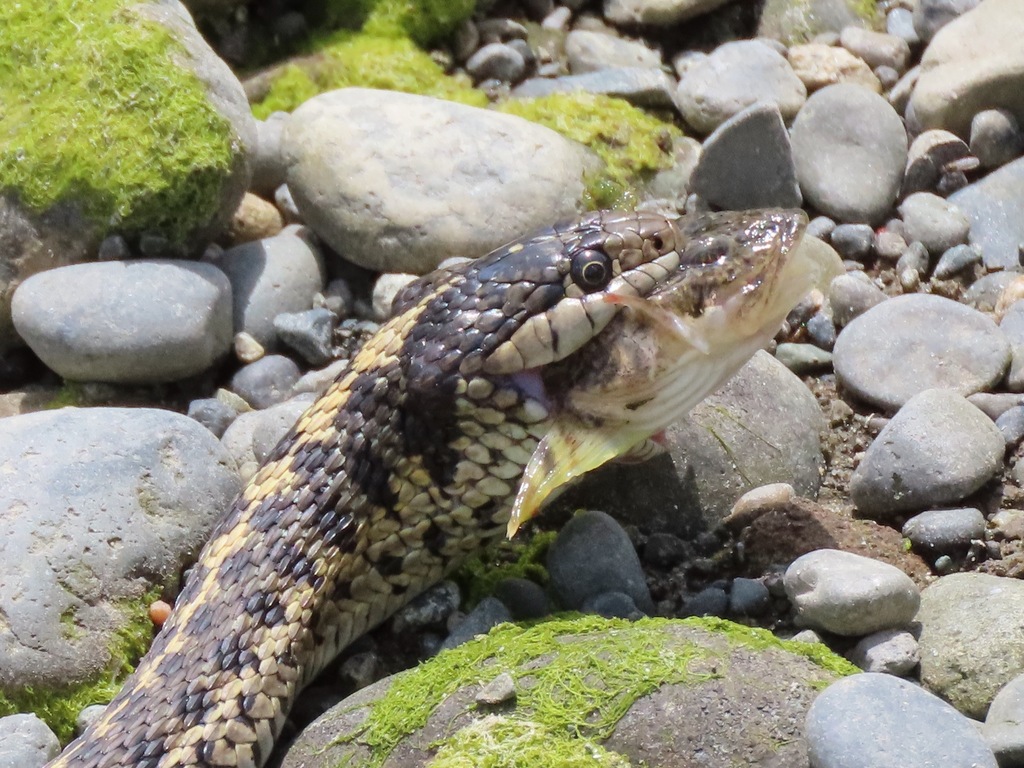 Leptocottus armatus (Pacific staghom sculpin), California species