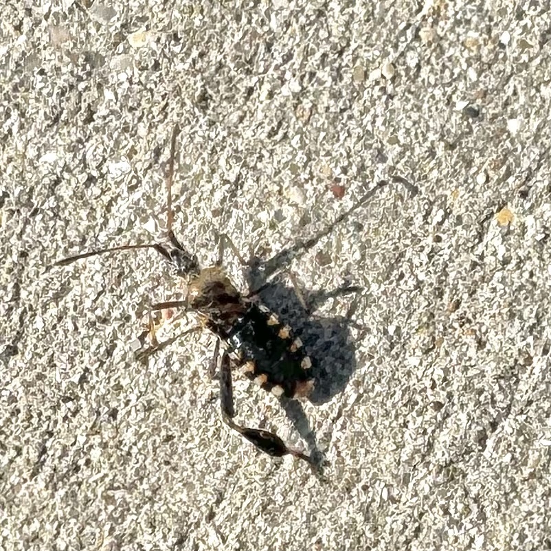 Leptoglossus clypealis (Western Leaf-footed Bug), California species