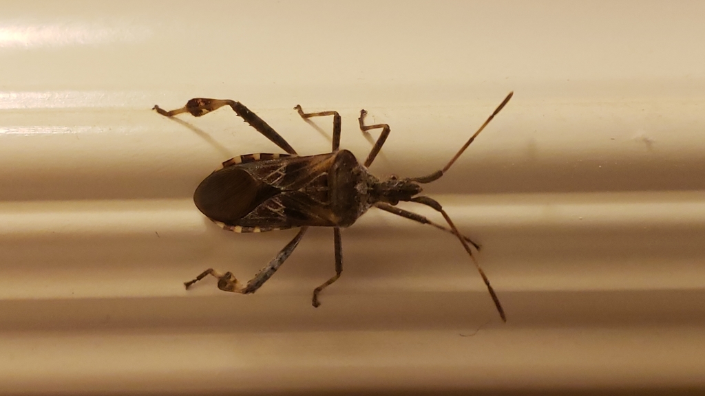 Leptoglossus occidentalis (Western Conifer Seed Bug), California species
