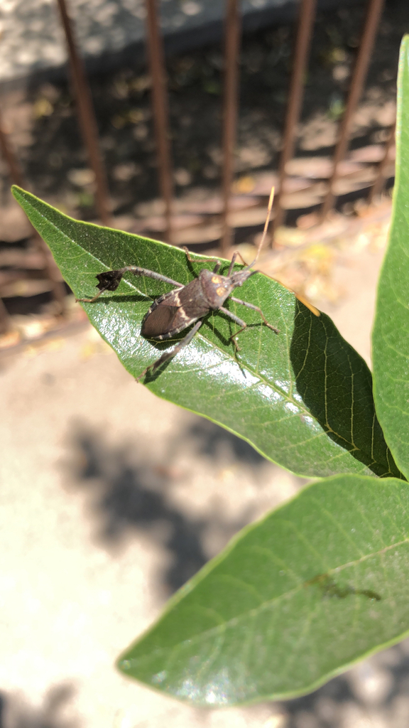 Leptoglossus zonatus, California species