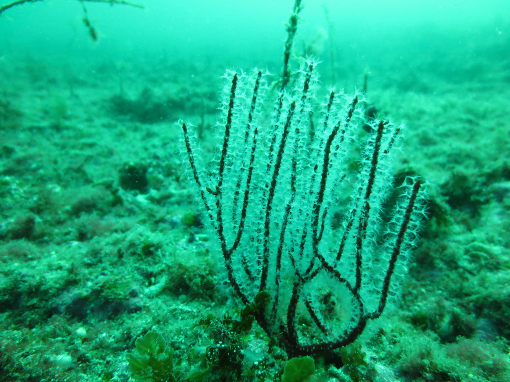 Leptogorgia chilensis (Red gorgonian), California species