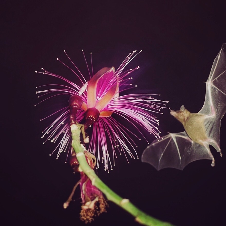Leptonycteris yerbabuenae (Lesser long-nosed bat), California species