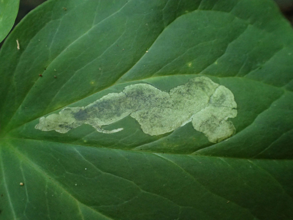 Leptopa vittata, California species