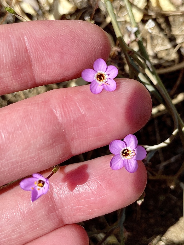Leptosiphon ambiguus (Serpentine leptosiphon), native California herb