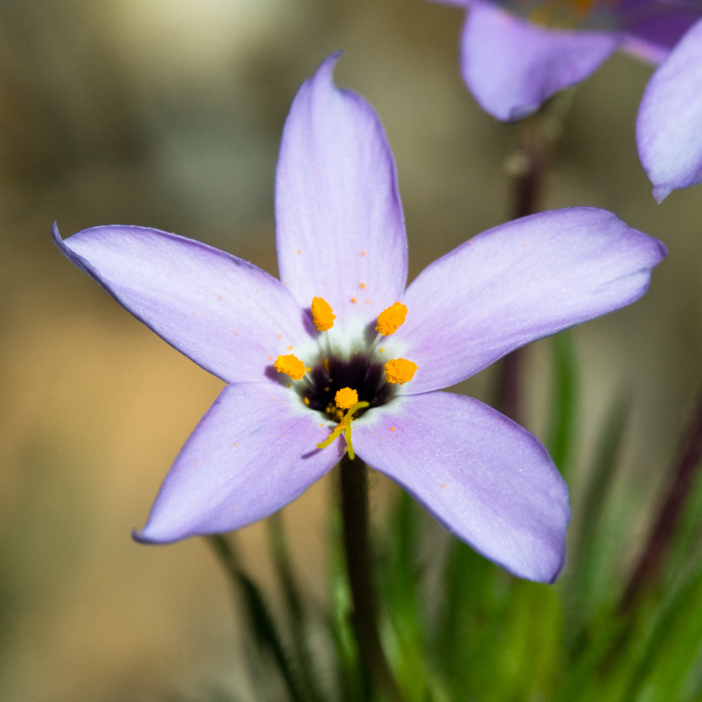 Leptosiphon androsaceus (False babystars), native California herb