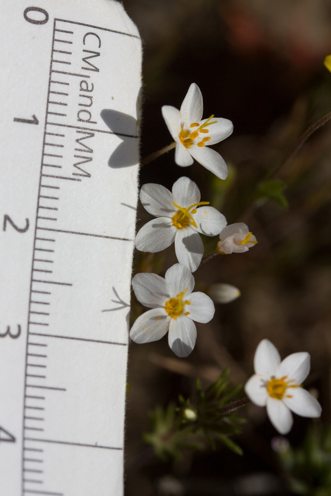 Leptosiphon bicolor (True babystars), native California herb