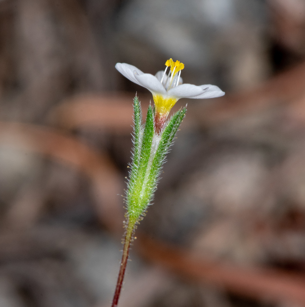 Leptosiphon bolanderi (Bolander's linanthus), native California herb