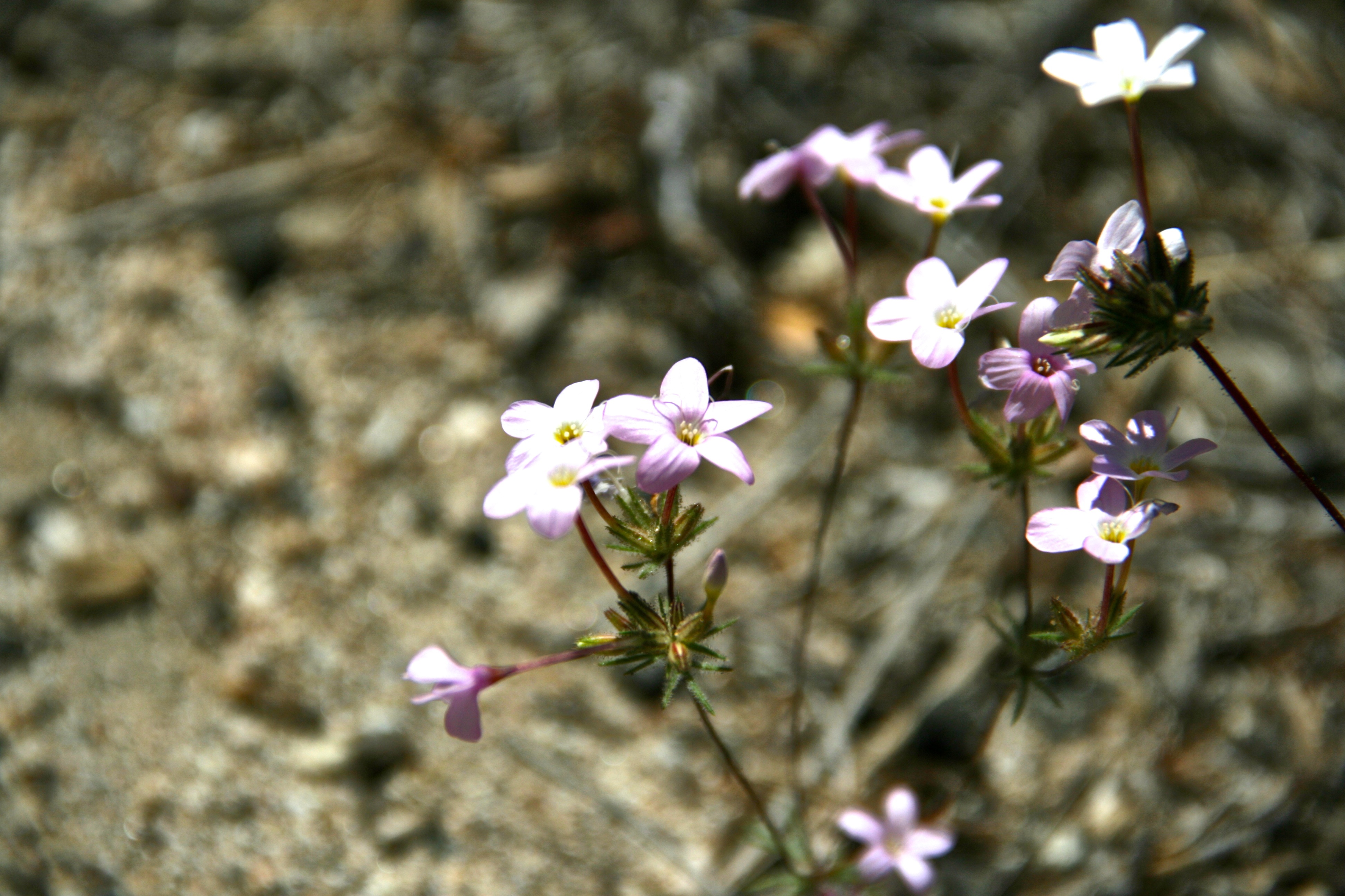 Leptosiphon breviculus (Mojave linanthus), native California herb