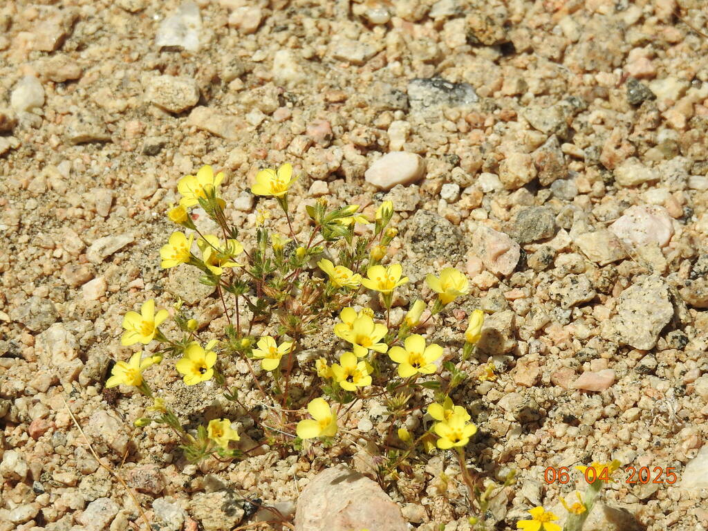Leptosiphon chrysanthus — parent species of Leptosiphon chrysanthus subsp. chrysanthus
