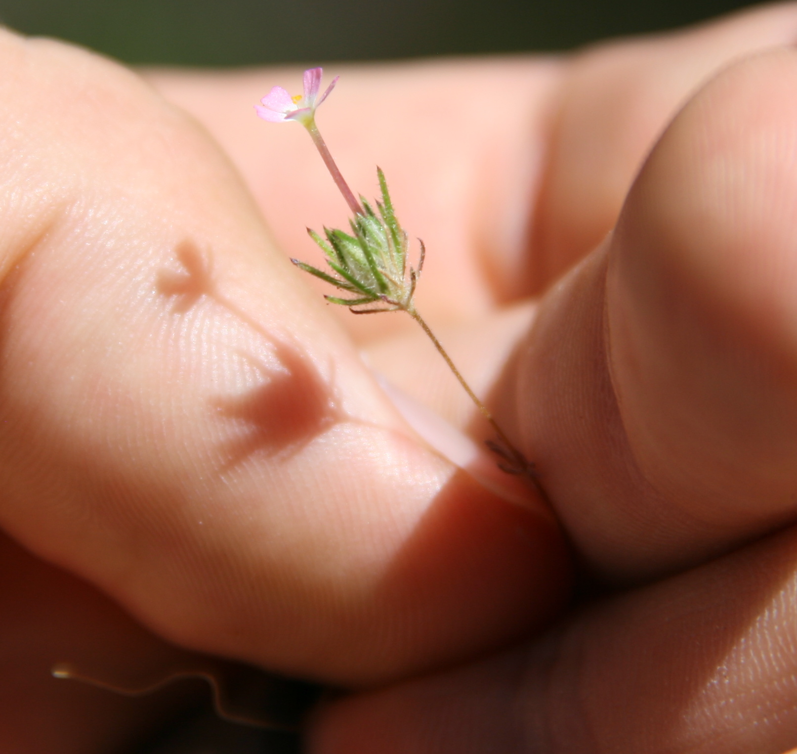 Leptosiphon ciliatus (Whisker brush), native California herb