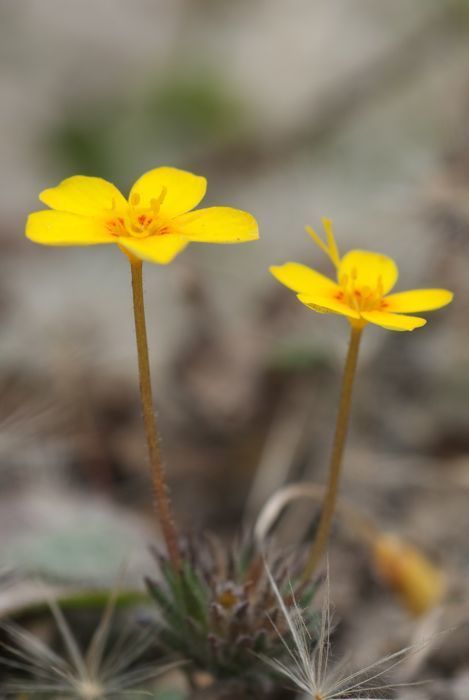Leptosiphon croceus (Coast yellow leptosiphon), native California annual