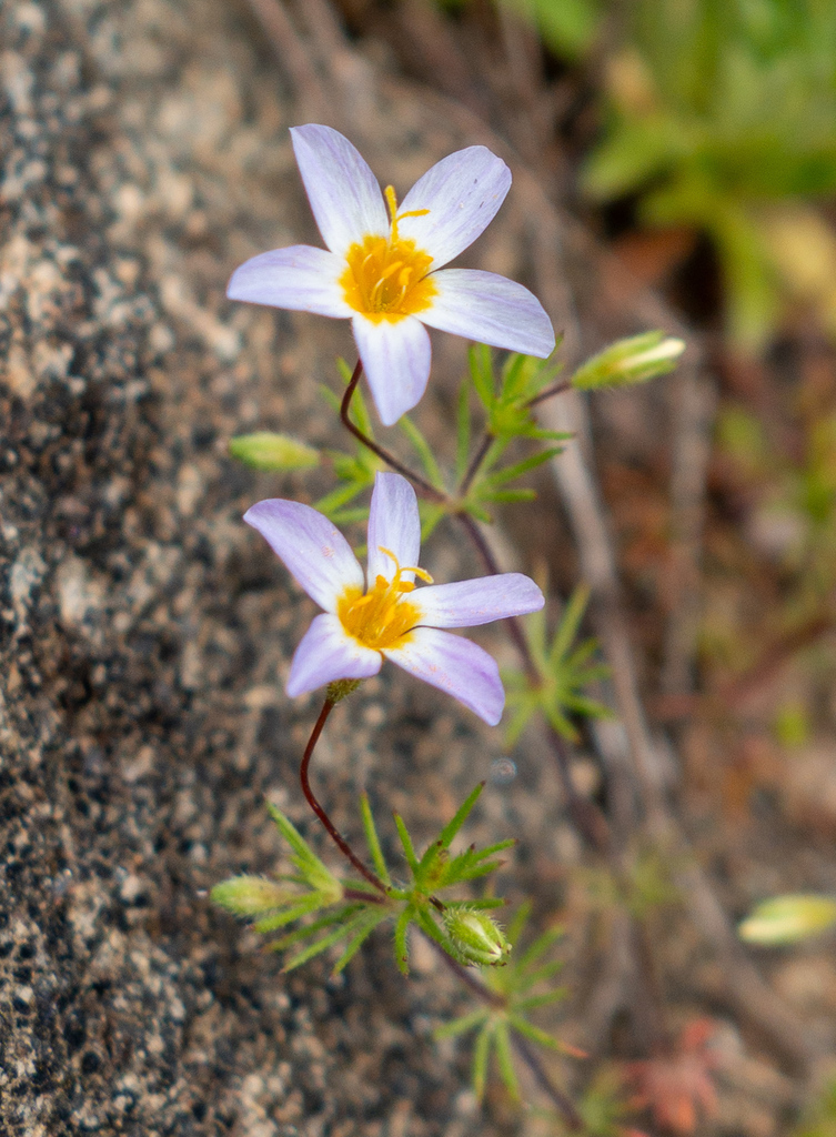 Leptosiphon filipes (Thread linanthus), native California herb