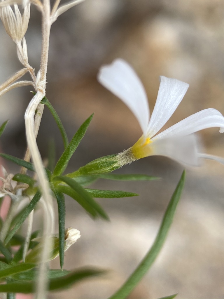 Leptosiphon floribundus subsp. hallii (Santa rosa mountains leptosiphon), native California subshrub