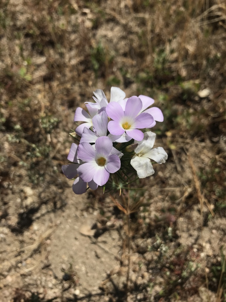 Leptosiphon grandiflorus (Large-flowered leptosiphon), native California herb