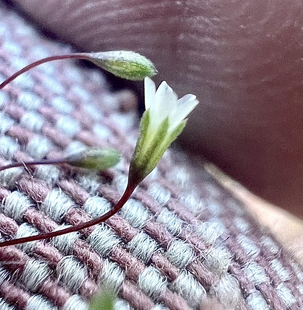 Leptosiphon harknessii (Harkness' flaxflower), native California herb