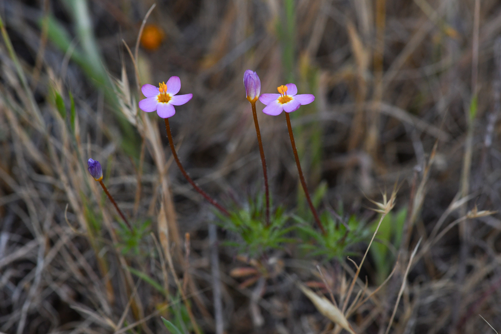 Leptosiphon jepsonii (Jepson's leptosiphon), native California herb