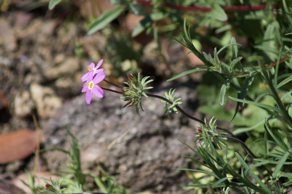 Leptosiphon latisectus (Broad-lobed leptosiphon), native California herb