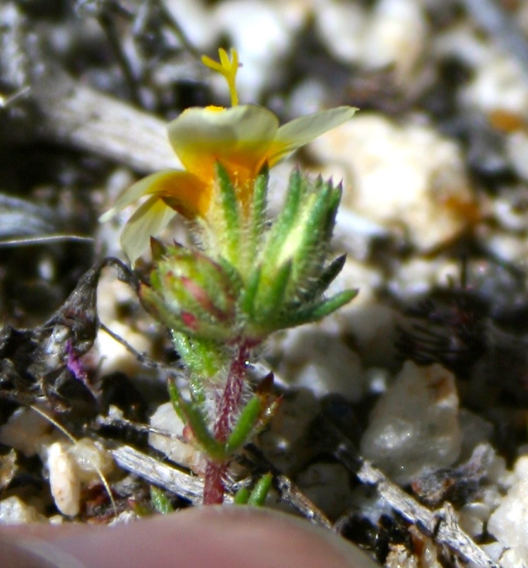 Leptosiphon lemmonii (Lemmon's linanthus), native California herb