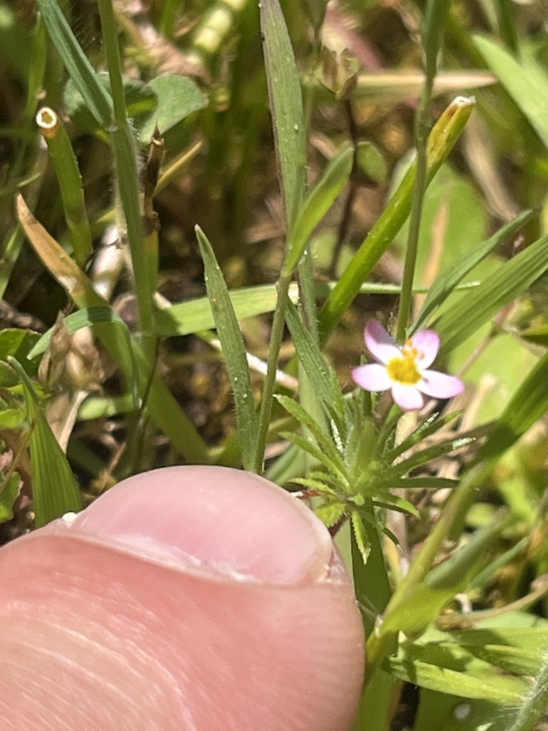 Leptosiphon minimus (True babystars), native California herb