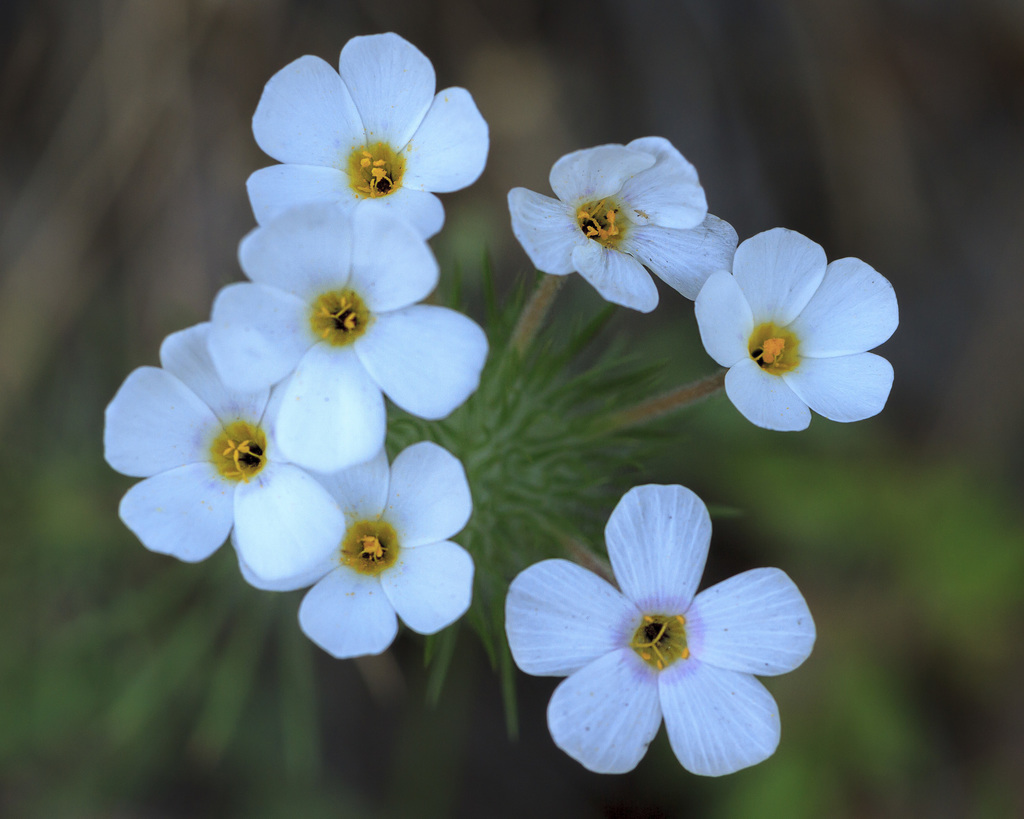 Leptosiphon montanus (Mustang clover), native California herb