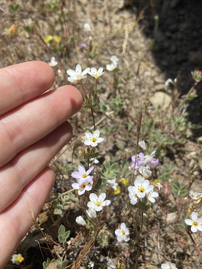 Leptosiphon nudatus (Tehachapi linanthus), native California herb