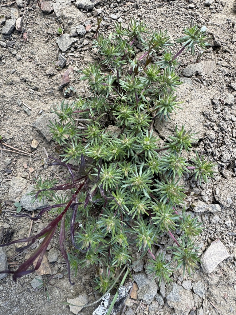 Leptosiphon nuttallii subsp. pubescens, native California subshrub