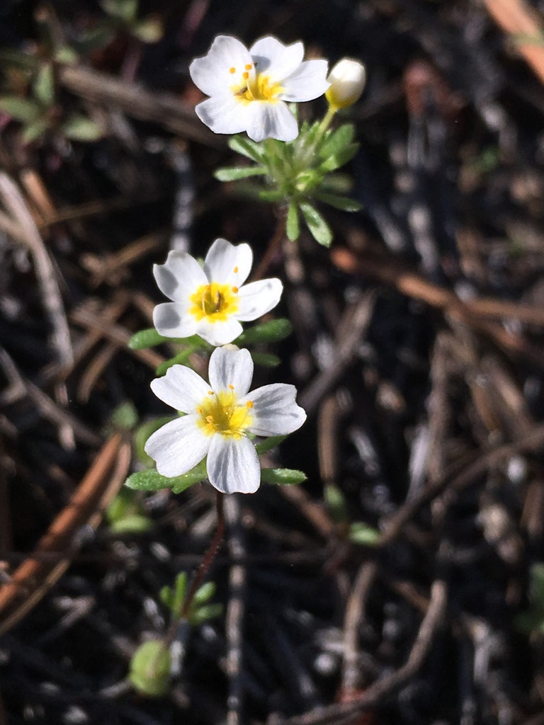 Leptosiphon oblanceolatus (Sierra nevada leptosiphon), native California herb