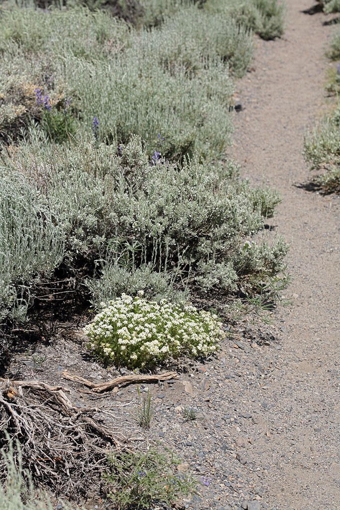 Leptosiphon pachyphyllus (Sierra linanthus), native California herb