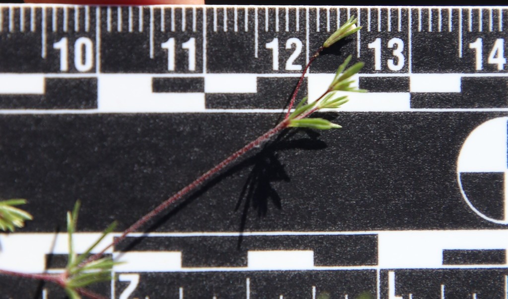 Leptosiphon pygmaeus (Pygmy linanthus), native California herb