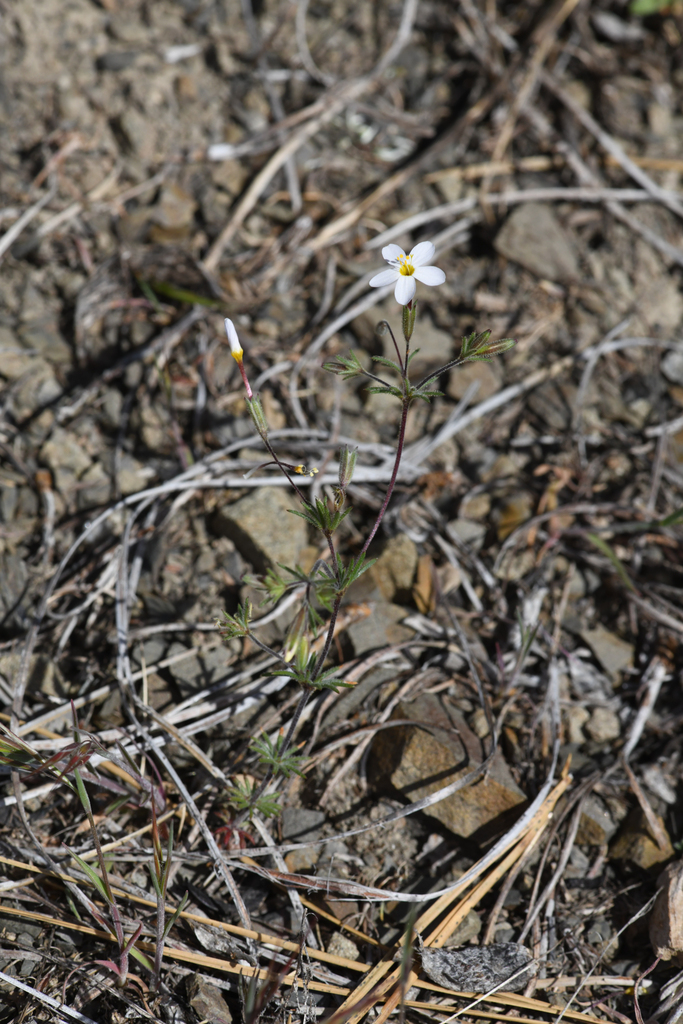 Leptosiphon rattanii (Rattan's leptosiphon), native California herb