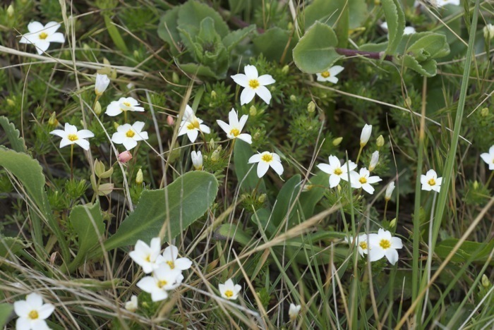 Leptosiphon rosaceus (Rose leptosiphon), native California herb