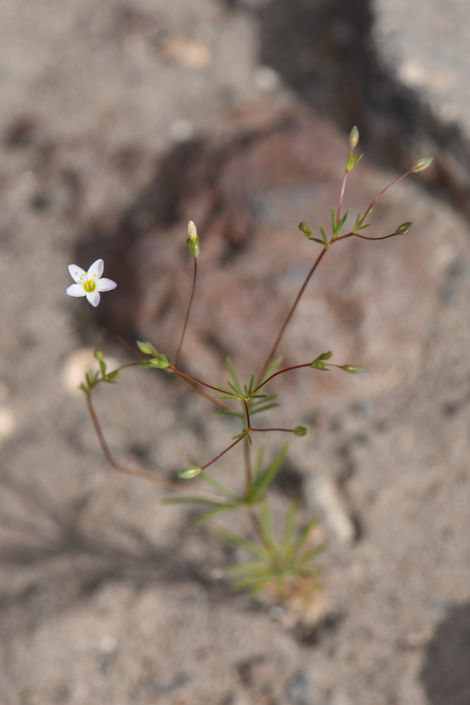 Leptosiphon septentrionalis (Northern linanthus), native California herb