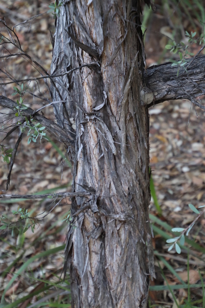Leptospermum laevigatum (Australian tea tree), non-native California shrub / tree